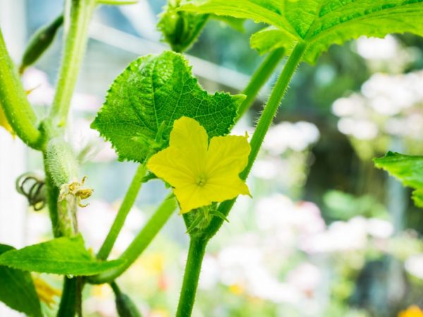 Lors de l'arrosage, l'eau ne doit pas tomber sur la plante