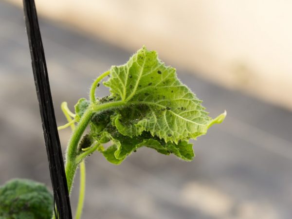 La plante peut mourir de l'invasion des pucerons.