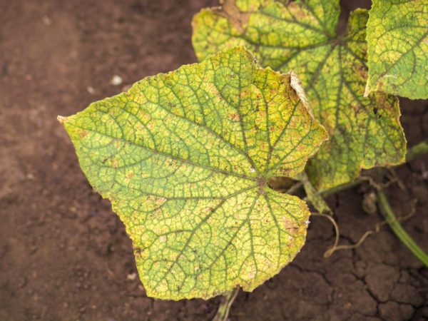 La maladie est instantanément transmise aux plantes voisines