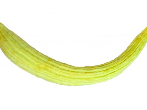 Paglalarawan ng Armenian cucumber