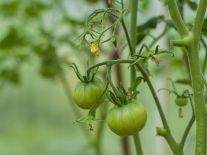 Demande de l'athlète pour la tomate