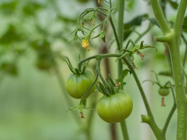 Application ng Atleta para sa Tomato