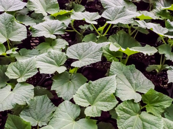 La plante a besoin de bons soins