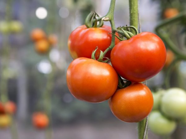 Mga katangian ng isang iba't ibang kamatis na Babushkino