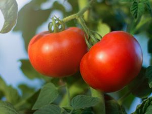 Paglalarawan ng Bagheera tomato