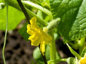 Paglalarawan ng pagkakaiba-iba ng cucumber na himala sa Balkonahe