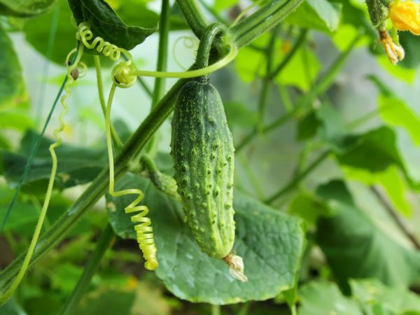 La plante est sans prétention dans les soins