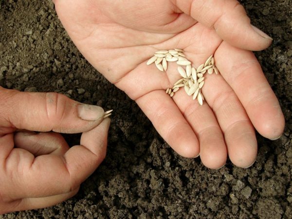 Il est recommandé de traiter les graines avant la plantation