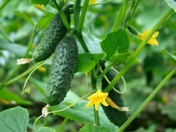 Description de la variété de concombres Rouget