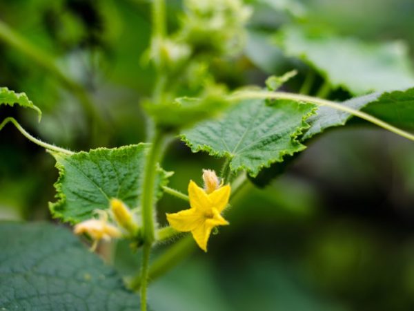 La plante est sans prétention dans les soins