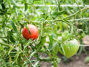 Description de la tomate Batianya