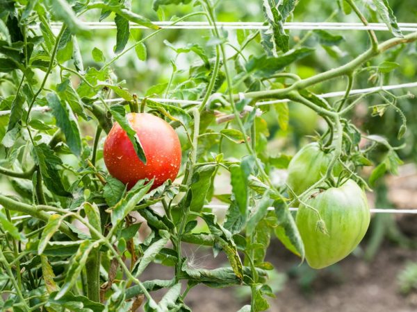 Paglalarawan ng tomato Batianya