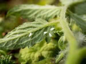 Nakikipaglaban sa Whitefly sa Mga Kamatis