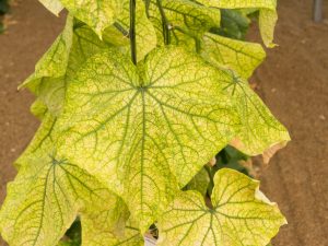 Whitefly sa isang greenhouse sa mga pipino