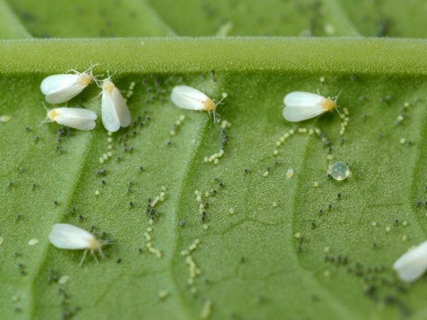 Attirer des coccinelles sur le site aidera à résoudre le problème