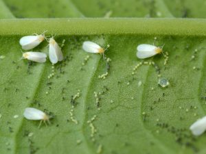 Lutte contre la mouche blanche sur les tomates dans une serre