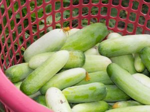 Paglalarawan ng mga pagkakaiba-iba ng mga puting pipino