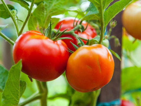 Characteristics and description of tomatoes of the White Naliv variety