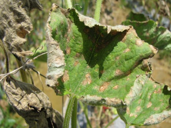 La récolte souffre de maladies des concombres