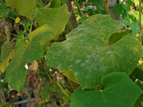 Un concombre malade doit être enlevé par la racine et brûlé