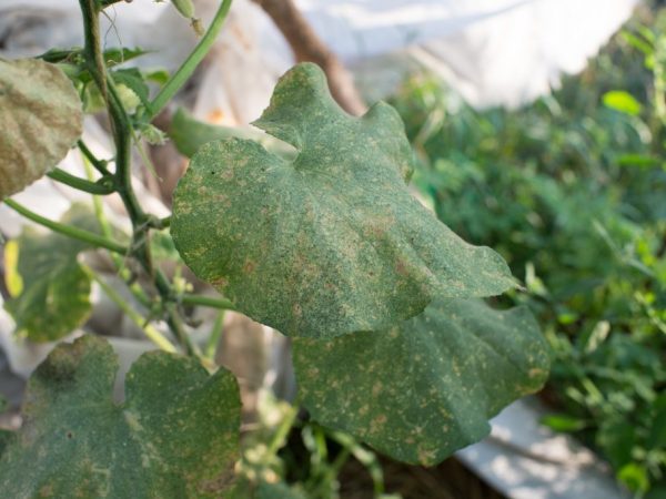 Pour le traitement des plantes, vous pouvez utiliser des infusions