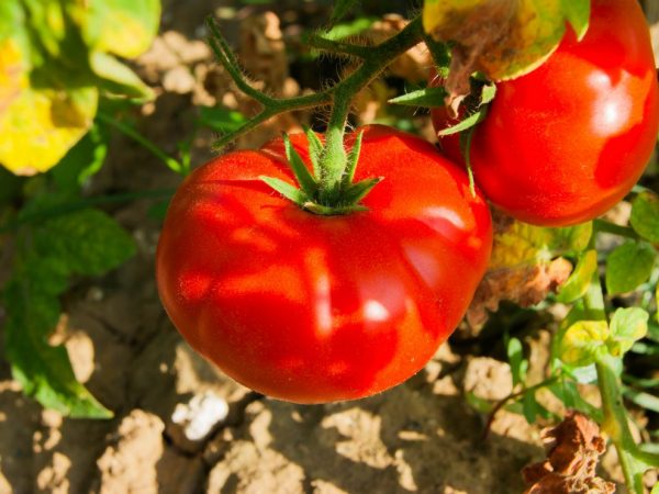 Paglalarawan ng tomato Boni-MM