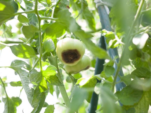 Treatment of brown rot in tomatoes