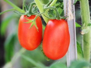 Caractéristiques de la variété de tomates `` Shuttle ''