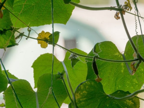 Nangungunang pagbibihis ng mga pipino sa windowsill