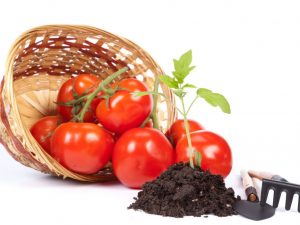 Top vinaigrette de tomates après la cueillette