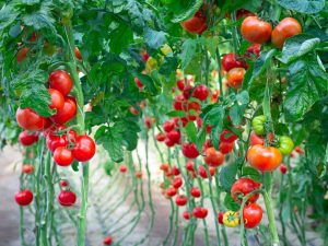 Interprétation des rêves sur les tomates