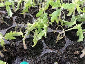 Cuisse noire sur tomates