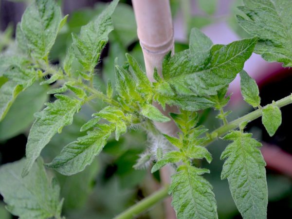 Ang dalawang buwan na mga punla ay maaaring itanim sa isang greenhouse