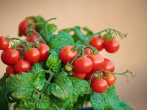 Lumalagong mga kamatis ng cherry sa balkonahe at windowsill