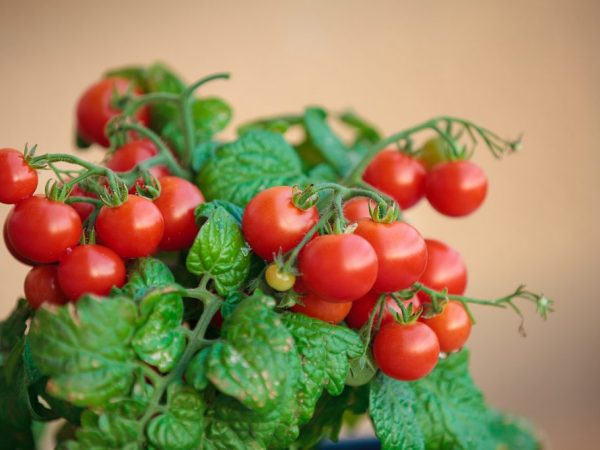 Lumalagong mga kamatis ng cherry sa balkonahe at windowsill