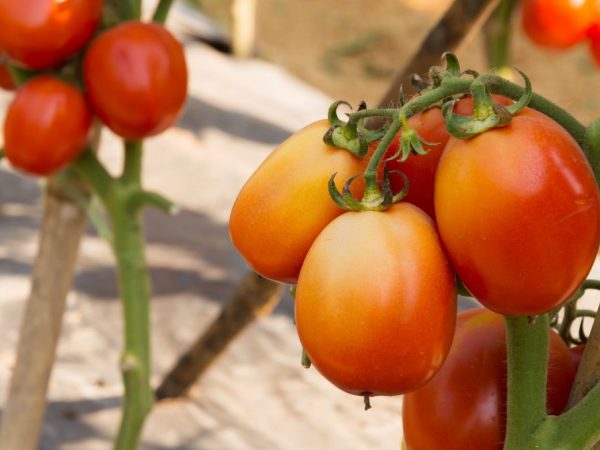 Paglalarawan ng Chibli tomato