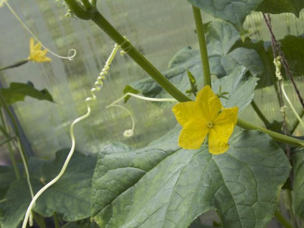 La fleur de concombre peut être mâle et femelle