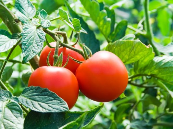 Caractéristiques des tomates Dachnik