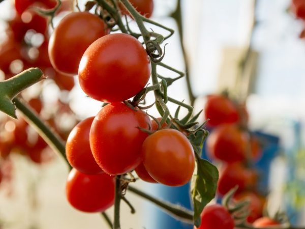 Paglalarawan at mga katangian ng De Barao tomato