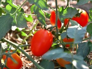 Mga Katangian ng Tomato De Barao Tsarsky