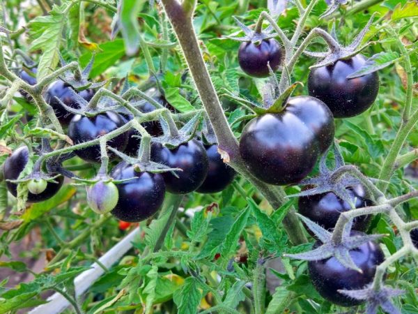 Paglalarawan ng tomato De Barao Black