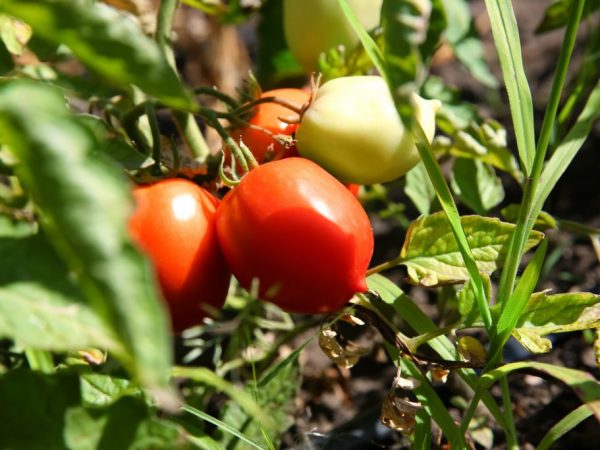 Mga Katangian ng De Barao Giant tomato