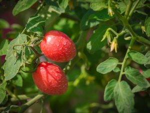 Paglalarawan ng tomato De Barao Red