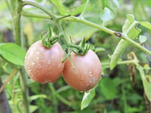 Mga Katangian ng Tomato De Barao Pink