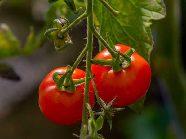 Maraming pakinabang ang Tomato Dubok