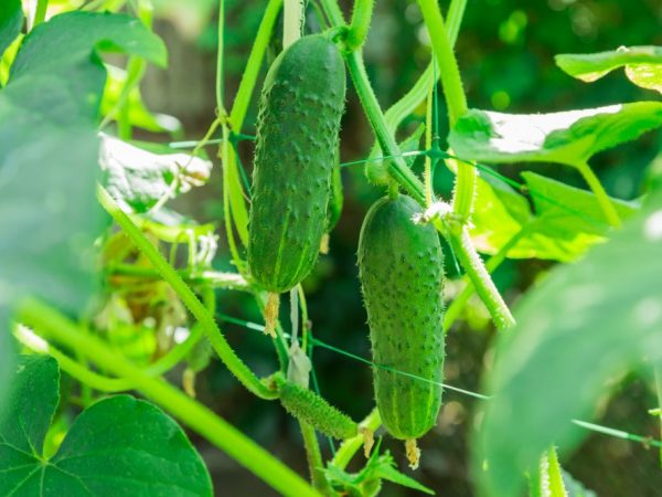 Les fruits trop mûrs perdent leur goût