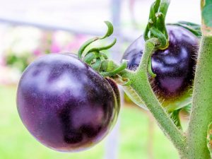 Variétés de tomates violettes