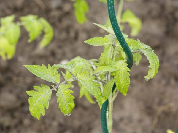 Du manque de soufre, les feuilles commencent à s'enrouler