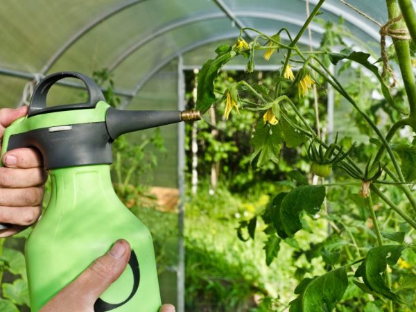 Ang fungus ng Phytophthora ay mawawala pagkatapos mag-spray ng isang halo ng bawang