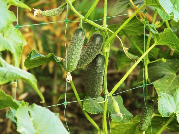 Les fruits peuvent être consommés sous n'importe quelle forme